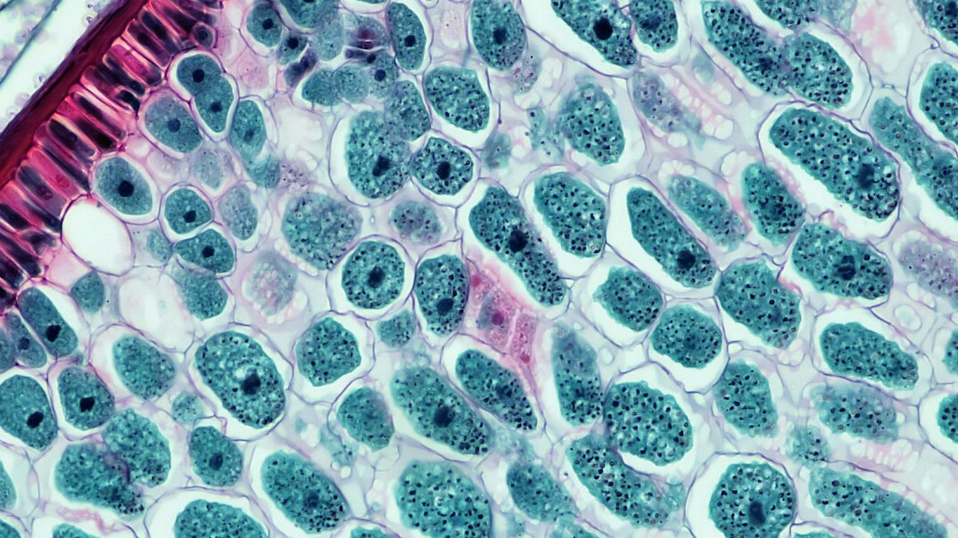 microscope view of cells